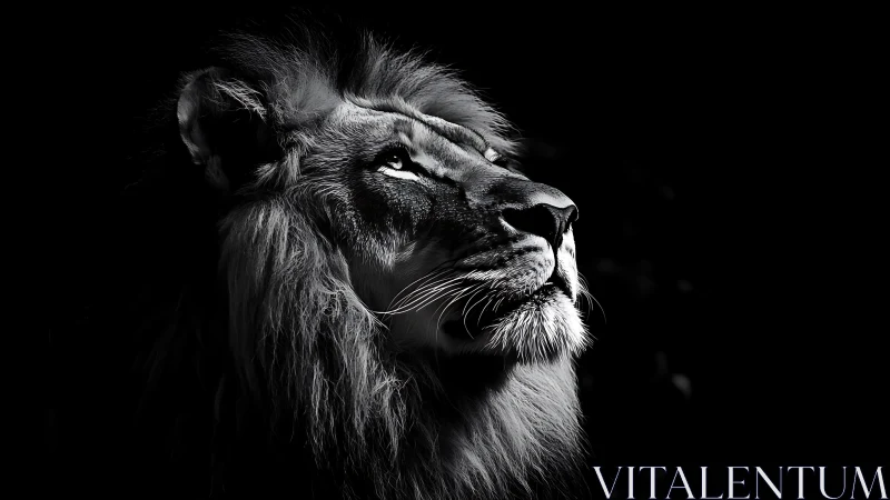 Majestic lion in dramatic monochrome side lighting.