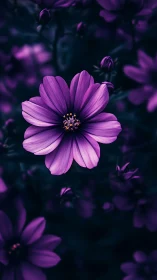 Magenta Cosmos Flower Blooming Against Deep Purple Garden