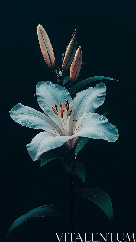 White Lily Bloom with Emerging Buds Against Dark Ground.