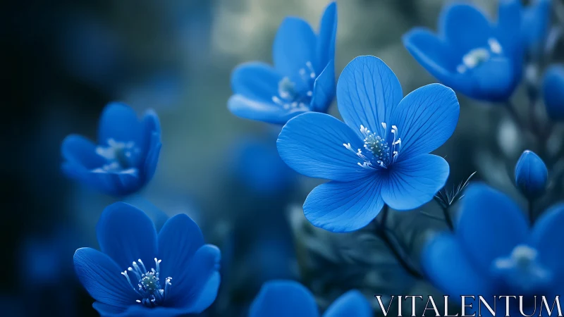 Delicate Blue Flowers in Soft Focus Garden.