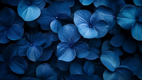 Midnight blue hydrangea petals in layered close focus.