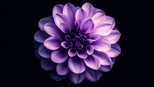 Dahlia Bloom with Radiant Purple Petals Against Black Background