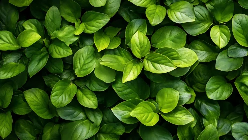 Lush green leaf blanket inviting quiet moments of calm.