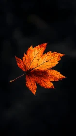 Single orange maple leaf isolated against dark background.