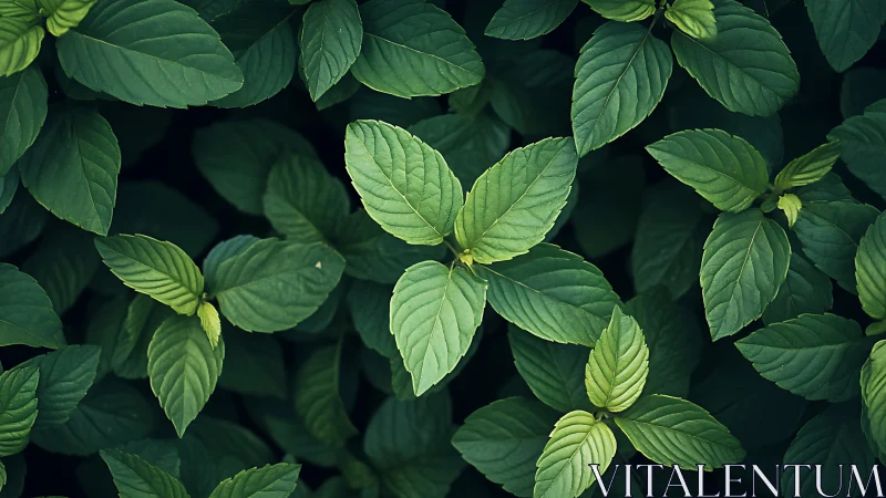 Dense mint foliage with overlapping green leaves pattern.