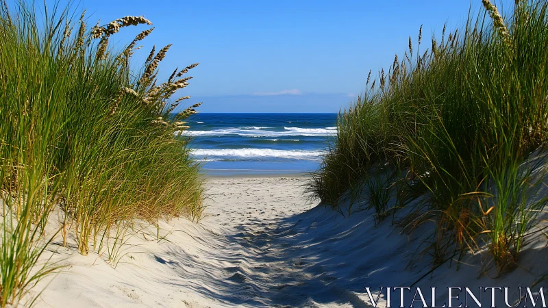 Sand path through coastal dunes leads directly to blue ocean