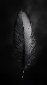 Single dark feather floats in dramatic low key light.
