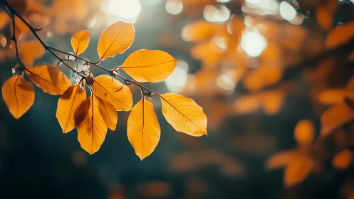 Autumn leaves hang from branch against blurred bright bokeh