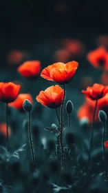 Red Poppies with Bokeh Backdrop.