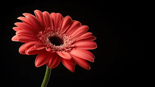 Vibrant Red Gerbera Daisy in Full Bloom Against Black.