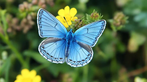 Macro study of a blue butterfly on yellow wildflower bloom.