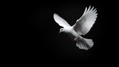 White dove in flight against black background