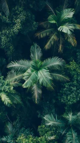 Lush tropical palm canopy captures tranquil jungle stillness