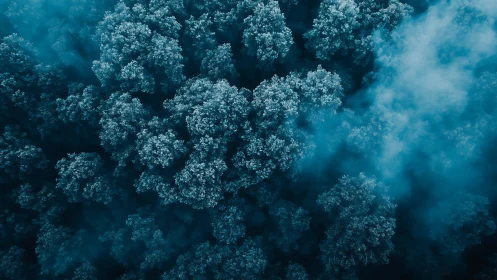 Dense forest canopy in cool blue fog from above.