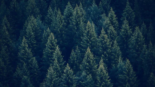 Dense Evergreen Forest Canopy in Natural Sunlit Landscape.