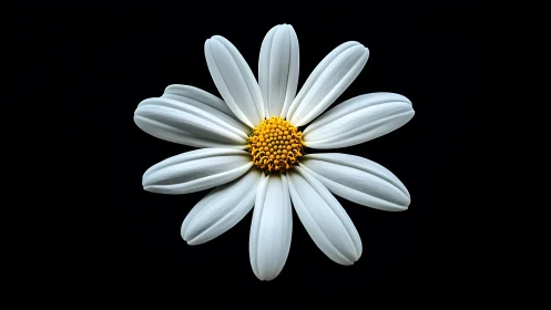 Composite Daisy Flower Against Black Background.
