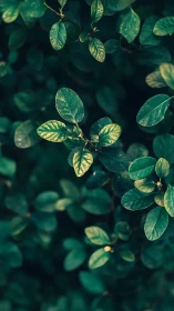 Gentle sunlight rests on deep green leaves in quiet focus