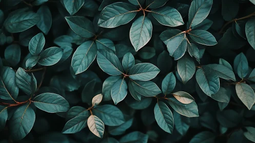 Dense cluster of dark green leaves in overhead view.