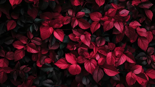 Crimson foliage canopy with low-key contrast and fine leaf detail.