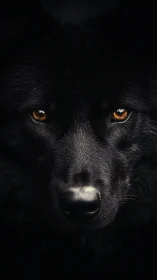 Midnight guardian hound with ember-gold, unblinking eyes.