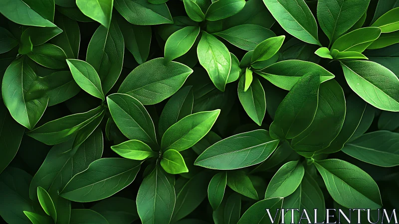 Top-down macro of glossy green foliage with soft diffused light