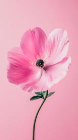 Pink cosmos flower rendered with gradient petaling against pastel background.