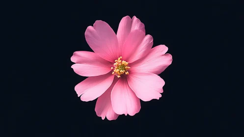 Vibrant Pink Cosmos Flower Blooming Against Dark Backdrop