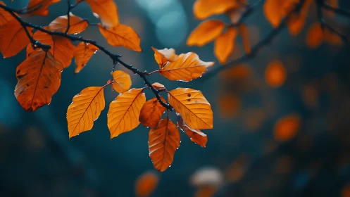 Golden autumn leaves glow gently against a cool blue dusk