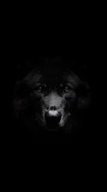 Black wolf portrait emerges from void in stark low key