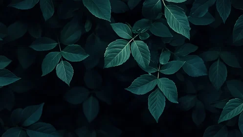 Moody teal leaves rest against deep shadowed background.