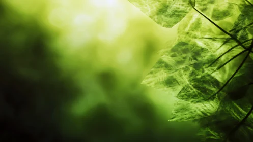 Sunlit green foliage with translucent leaves in soft bokeh.