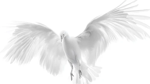 Elegant white bird in flight, minimalist style, dramatic wingspan.