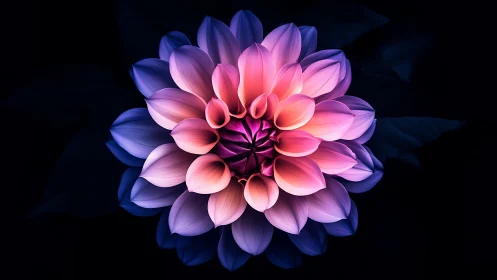 Luminescent Dahlia with Radiant Gradient Petals.