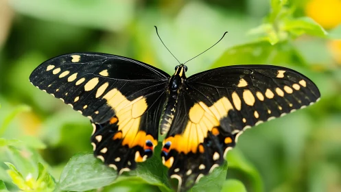 Black swallowtail butterfly with yellow bands on foliage.