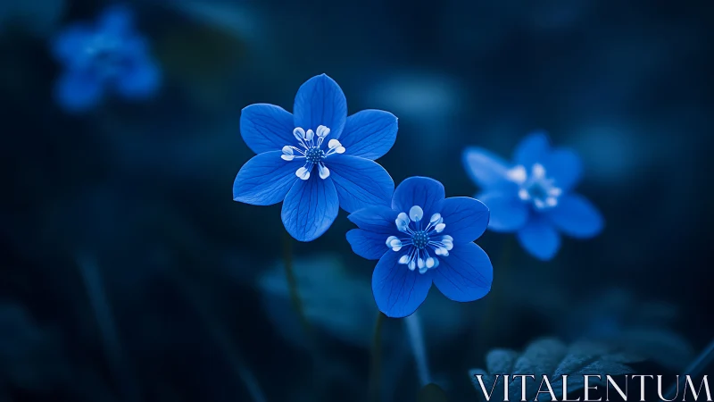 Twilight Blooms: Vivid Blue Petals Dance in Midnight Garden