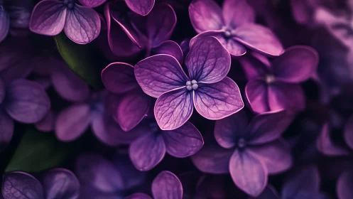 Purple Lilac Flowers in Soft Focus Bloom.