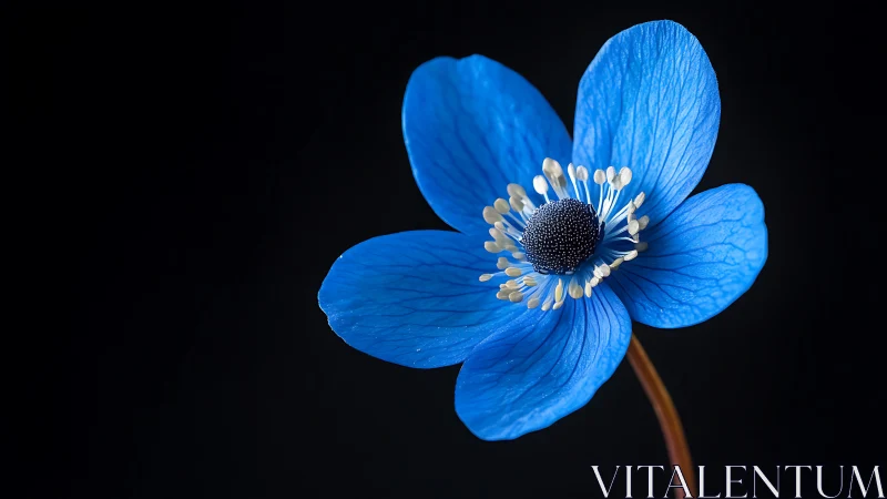 Blue Anemone Flower Macro Against Black Background. Detailed Botanical Study.
