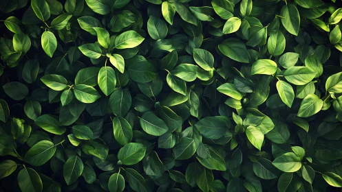 Lush green foliage pattern in soft directional light.