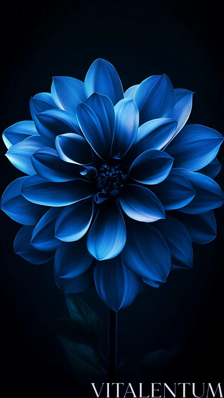 Blue Dahlia Bloom: Volumetric Petals Against Dark Background.