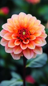 Dahlia flower with orange and coral gradient petals
