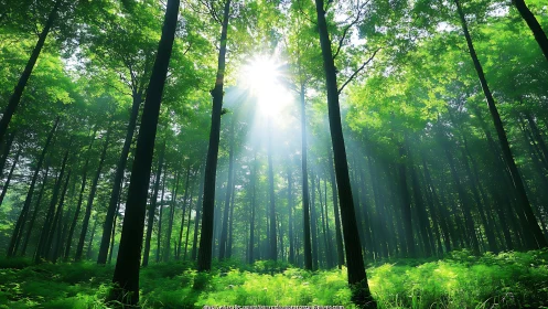 Sunlight streaming through lush green forest in a serene landscape.