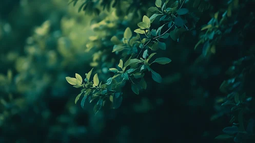 Close-up of green leafy branch in soft focus, moody nature style.