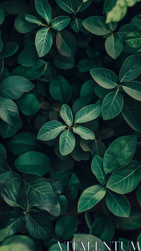 Gentle green leaves gathered in a calming forest embrace.