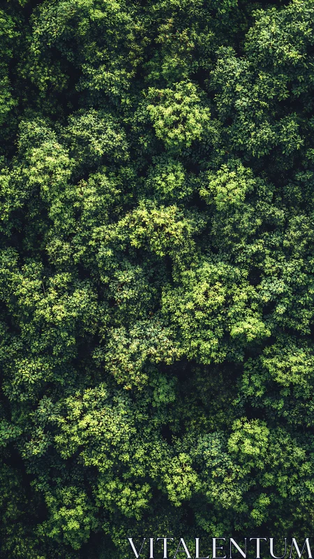 Dense Forest Canopy View from Above Reveals Layered Texture