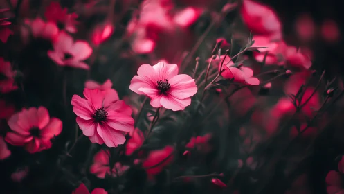 Pink cosmos flowers with dark foliage background.
