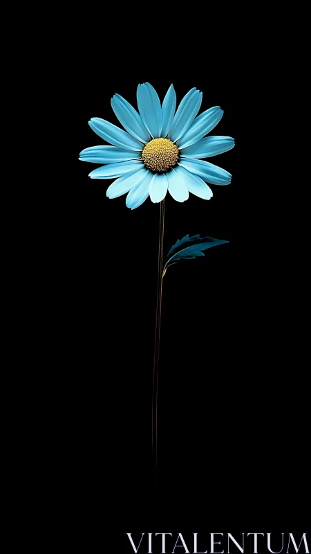 Serene Blue Daisy Against a Deep Black Canvas