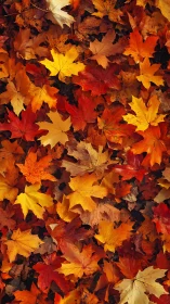 Autumn maple leaves carpet in vivid warm foliage tones.