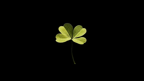 Quiet luck: a single green clover floating in darkness.