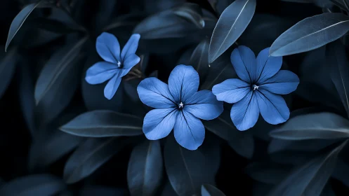 Delicate Blue Flowers Bloom Among Dark Foliage