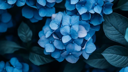 Blue Hydrangea Cluster in Botanical Macrophotography.